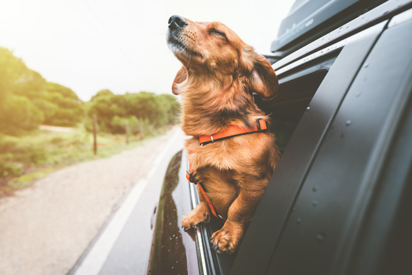 How Can I Make Traveling with My Pet Less Stressful? | Kwik Kar Auto Repair